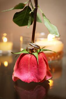Bride And Grooms Rings On Red Rose Non-traditional Stock Photo