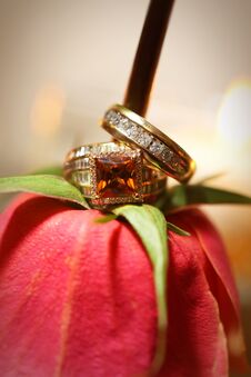 Bride And Grooms Rings On Red Rose Non-traditional Stock Photography
