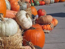 Fresh Pumpkins, Gourds And Squash Royalty Free Stock Photography Fresh Pumpkins, Gourds And Squash Royalty Free Stock Photography