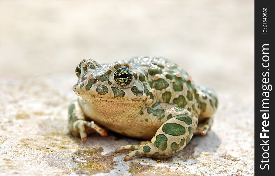 Big brown toad with green spots. Big brown toad with green spots