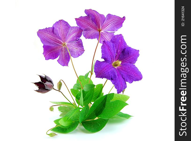 Beautiful violet flower isolated on a white background. Beautiful violet flower isolated on a white background