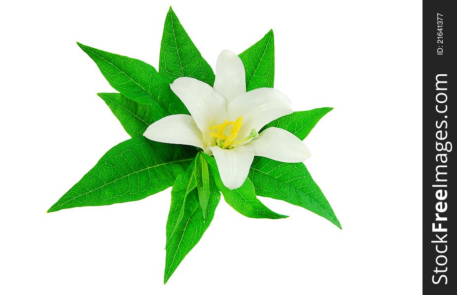 White lily isolated on white background