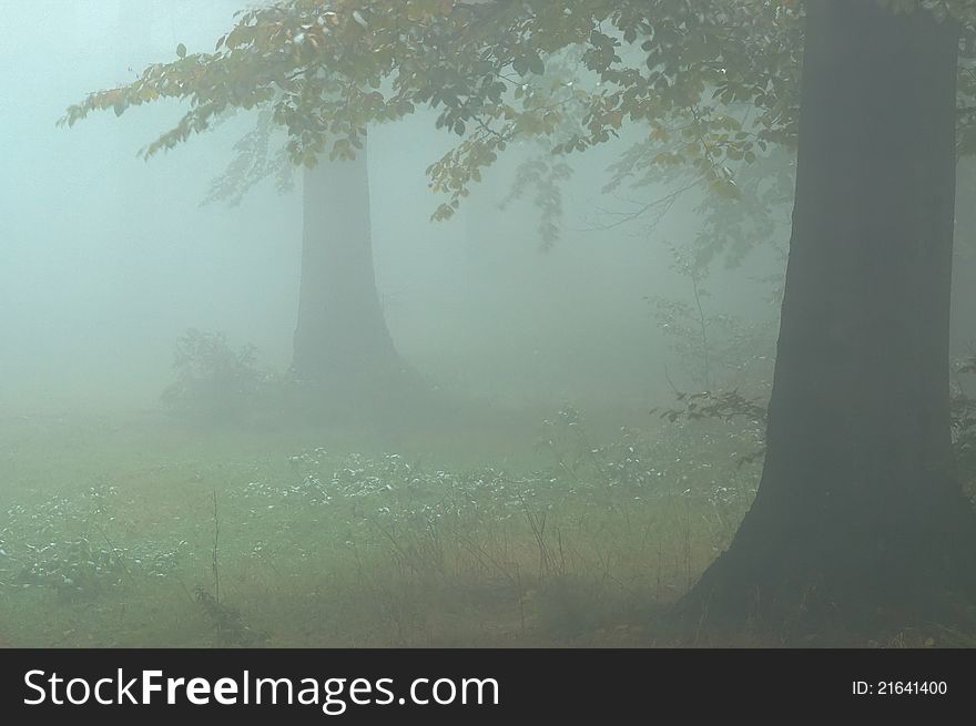 Two beechen trees in fog.