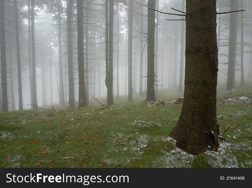 Pine - wood with fog in backcloth.