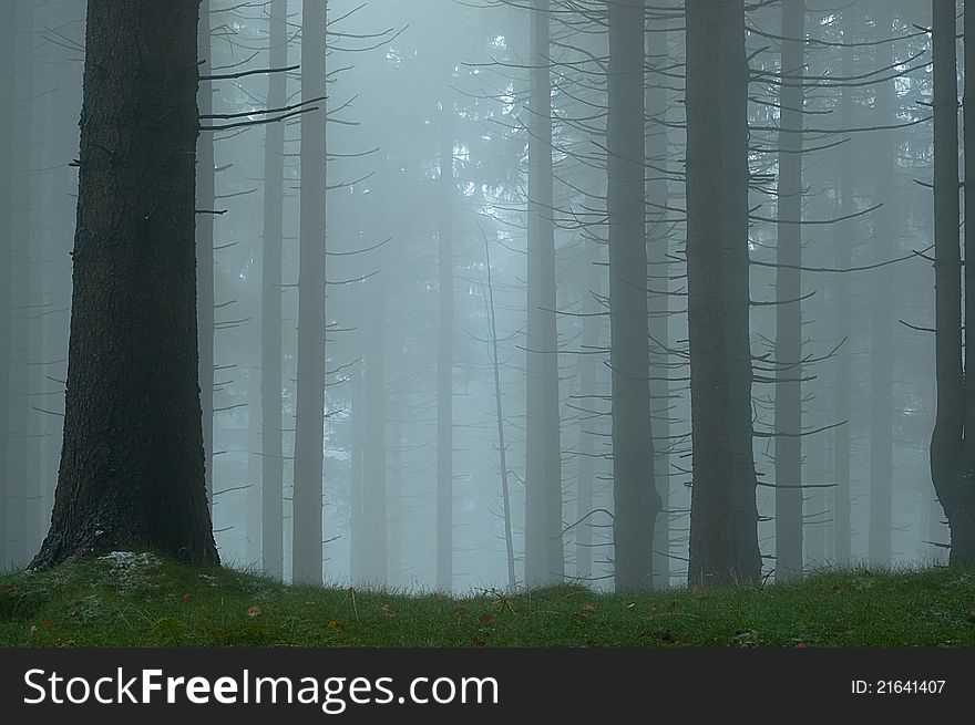 Pine - wood with fog in backcloth.