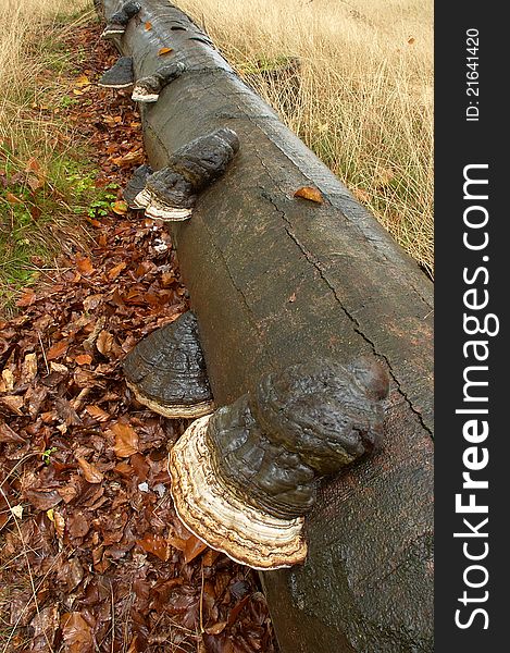 Mushrooms on downfallen beechen tree. Mushrooms on downfallen beechen tree.