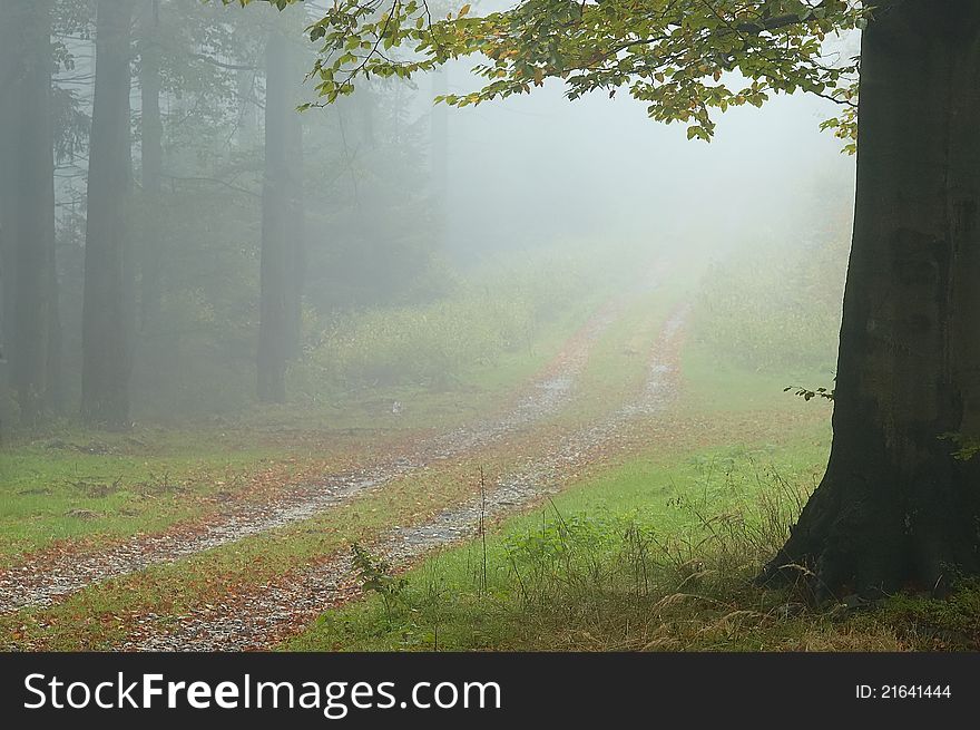 Forest road tree with vapoury backcloth. Forest road tree with vapoury backcloth.