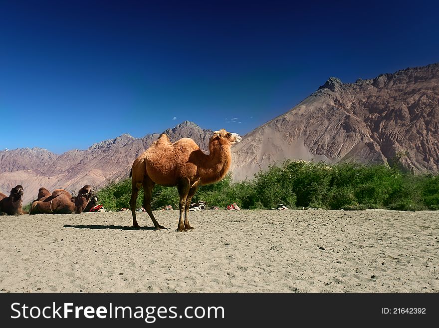 Bactrian Camels are relaxing in the sand. Nubra Valley. Ladakh. India. Bactrian Camels are relaxing in the sand. Nubra Valley. Ladakh. India