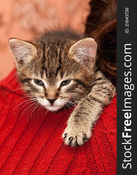 Striped Kitten sleeps on a shoulder