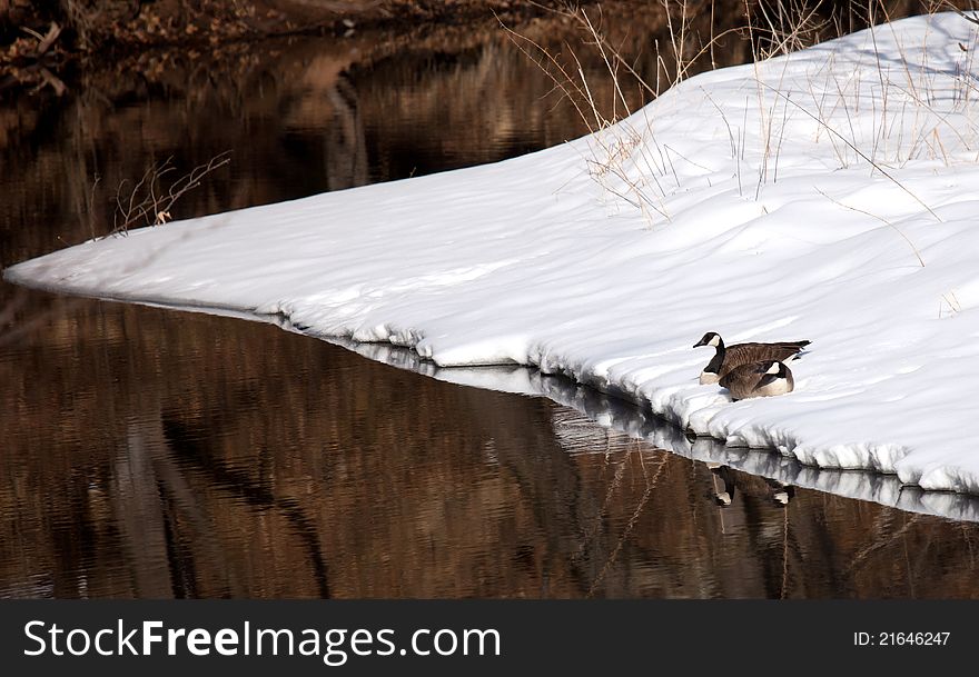 Pair of Canada geese resting on the snow, along the rivers edge. Pair of Canada geese resting on the snow, along the rivers edge