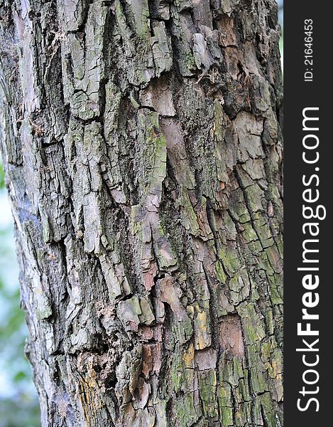 A closeup of Tree bark