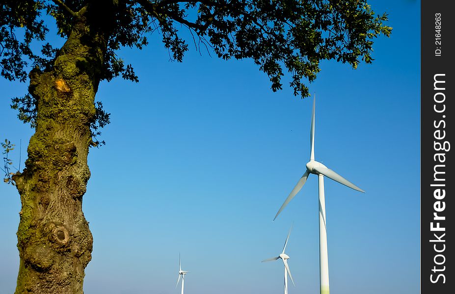 Old oak tree with windmills. Old oak tree with windmills