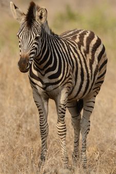 Little Plains Zebra Royalty Free Stock Images