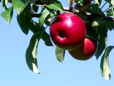Apples On A Branch Stock Photography