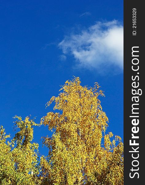 Yellow crown of a birch in autumn against the background of the sky with a cloud. Yellow crown of a birch in autumn against the background of the sky with a cloud