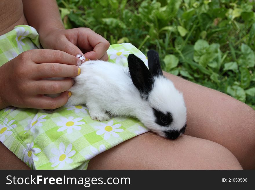 Small black and white rabbit in young girls lap. Grass in background. Small black and white rabbit in young girls lap. Grass in background.