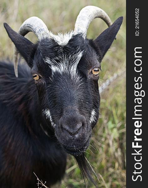 Goat grazed on a meadow close up