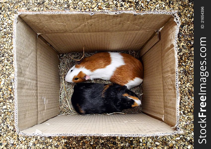 Two Guinea pigs in a cardboard box. Two Guinea pigs in a cardboard box
