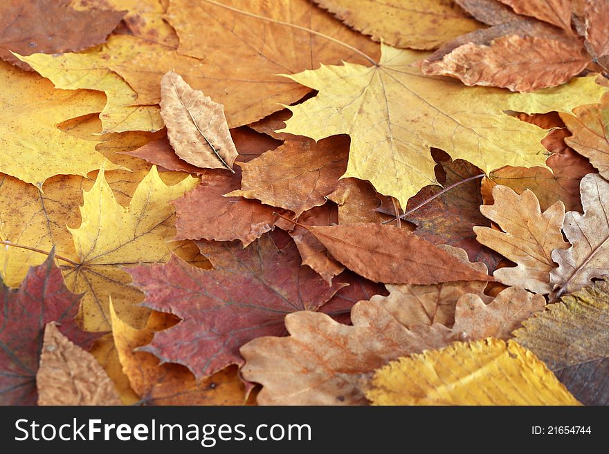 Autumn concept. Background made from various dry autumn leaves. Autumn concept. Background made from various dry autumn leaves