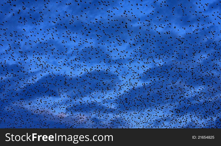 A murmuration of Starlings on a winter evening