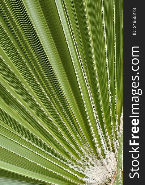 Closeup of green leaf of fan palm