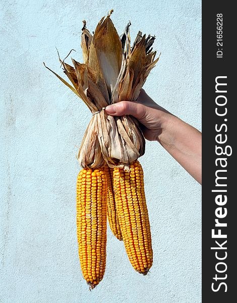 Three ears of yellow corn held in the hand. Three ears of yellow corn held in the hand