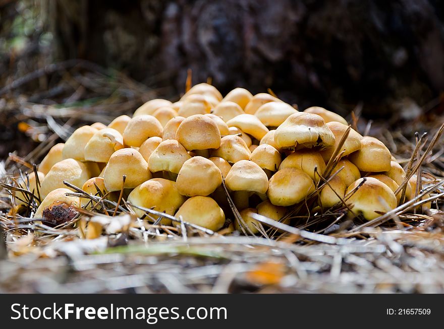 Mushrooms in the forest close to the blurred background. Mushrooms in the forest close to the blurred background