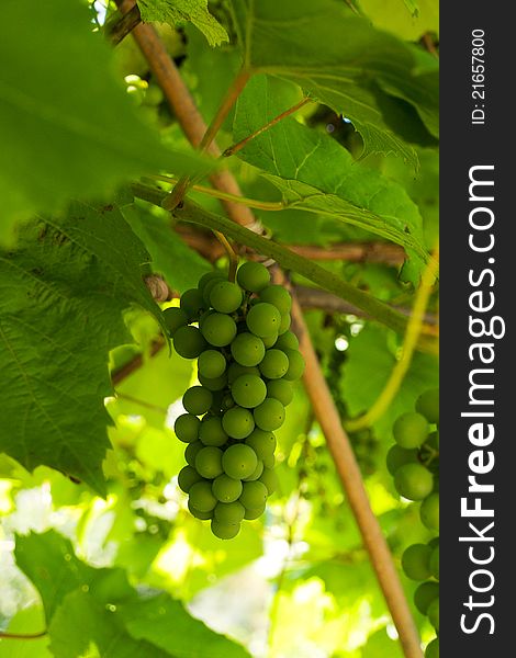 Cluster of green grape growing in vineyard