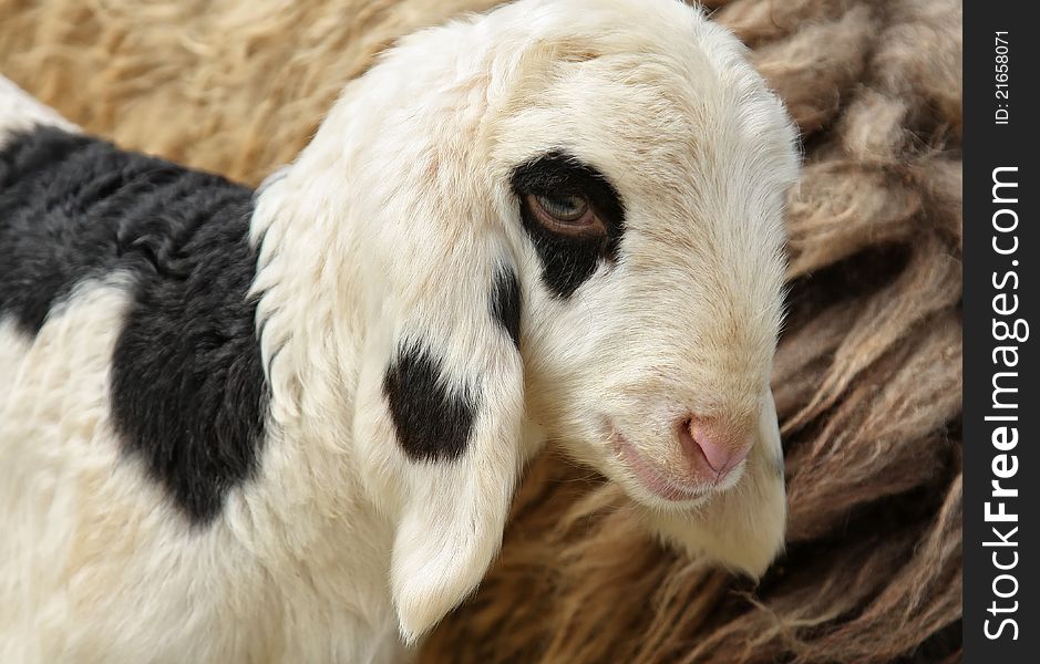 Close up portrait of a black and white lamb.