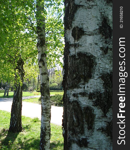 Couple of birch trees in a park. Couple of birch trees in a park