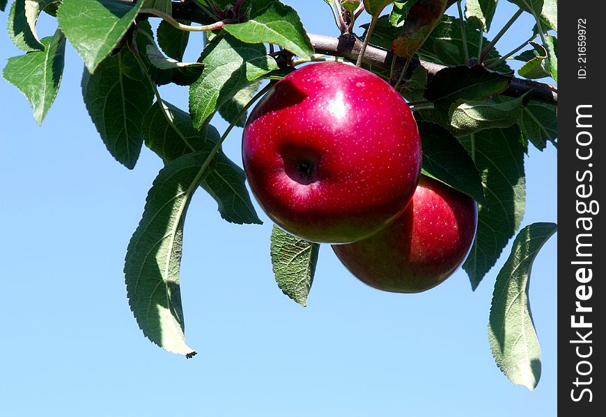 A pair of shiny red apples hang from a branch of a tree. A pair of shiny red apples hang from a branch of a tree