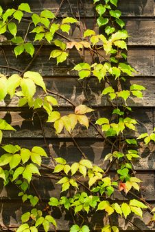 Ivy On The Wood Wall Stock Photo Ivy On The Wood Wall Stock Photo