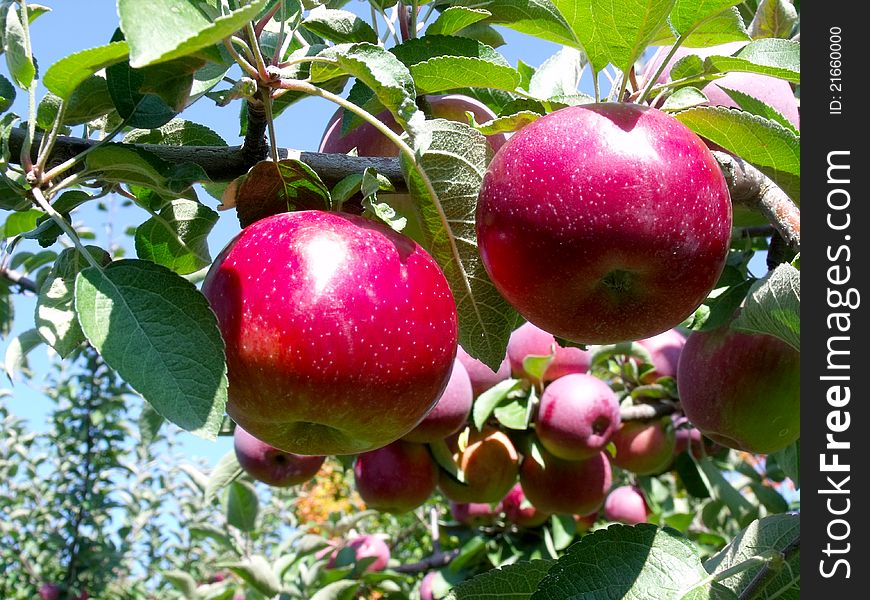 Many shiny red apples hang from a branch of a tree. Many shiny red apples hang from a branch of a tree