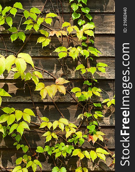 Ivy climbing the wooden wall of a house. Ivy climbing the wooden wall of a house