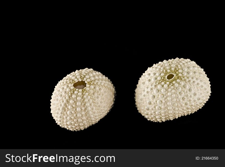 Picture of 2 sea urchin shells/ skeleton