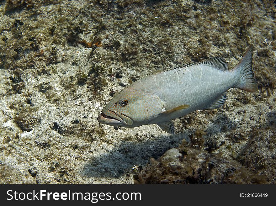 Large grouper with traces of past battles against the coral. Large grouper with traces of past battles against the coral