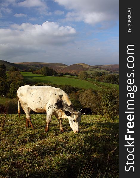 A single cow (white with some blue grey patches) grazing in the Welsh Hills. A single cow (white with some blue grey patches) grazing in the Welsh Hills.