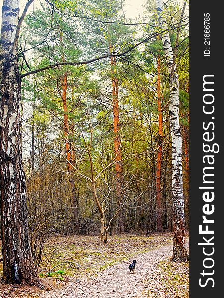 Vertical panorama of a mixed forest with in spring. Vertical panorama of a mixed forest with in spring