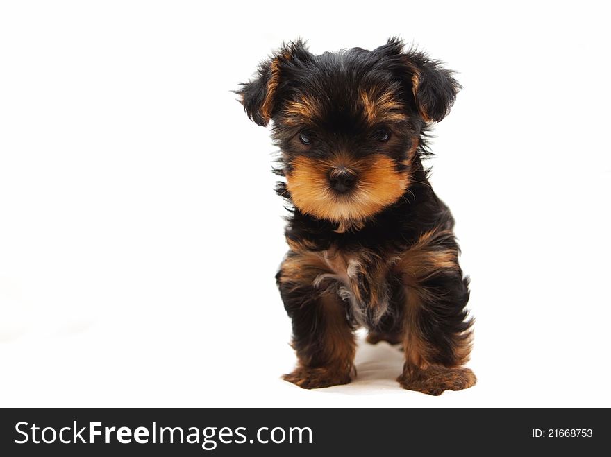 Puppy of the Yorkshire Terrier on white background