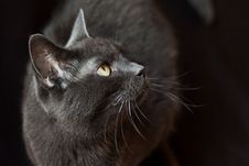 A Beautiful Cat Portrait Stock Image