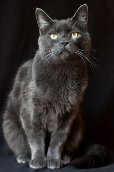 A Beautiful Cat Portrait Royalty Free Stock Photography