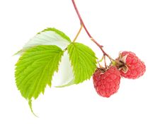 Raspberries Royalty Free Stock Photo Raspberries Royalty Free Stock Photo