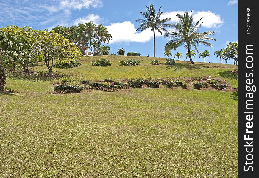 Expansive lawn in tropical climate with palm trees. Expansive lawn in tropical climate with palm trees