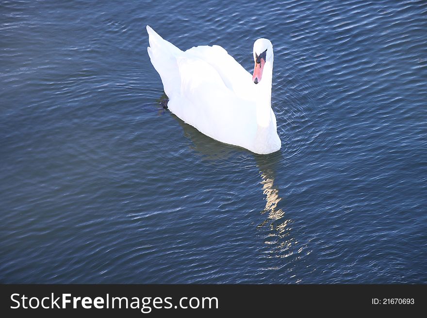 Swan gliding on the waters of Manhattan beach gulf, in Brooklyn , New York. Swan gliding on the waters of Manhattan beach gulf, in Brooklyn , New York