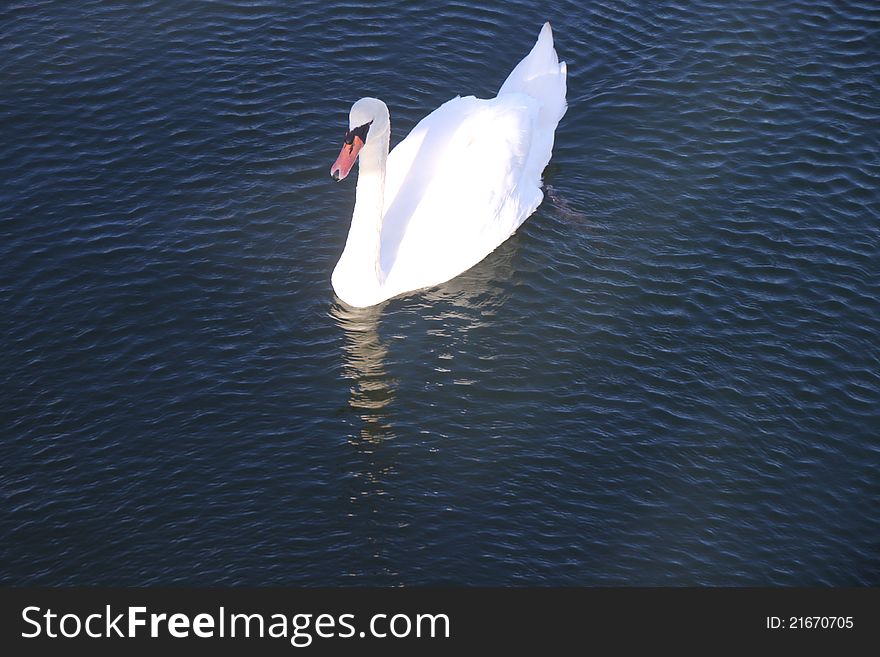 Swan gliding on the waters of Manhattan beach gulf, in Brooklyn , New York. Swan gliding on the waters of Manhattan beach gulf, in Brooklyn , New York