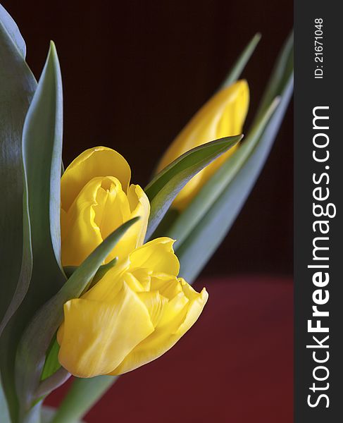 Close up of bright tulips on red background. Close up of bright tulips on red background