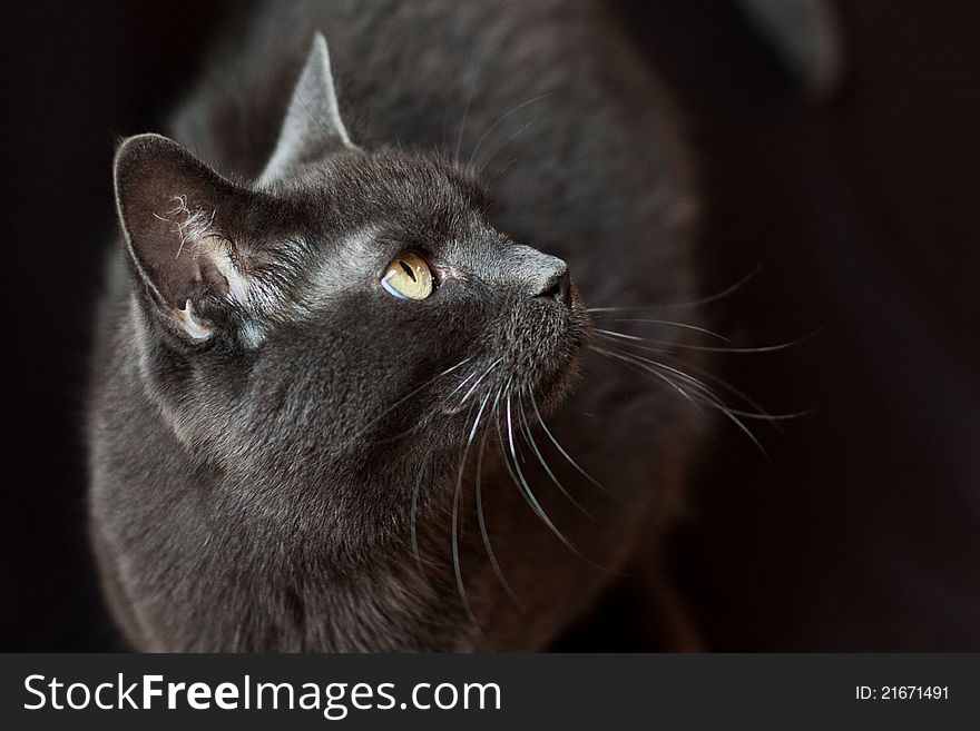 A close up portrait of a beautiful cat. A close up portrait of a beautiful cat.