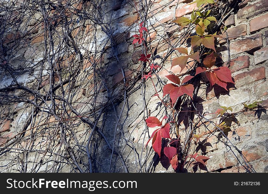Autumn leaves and branches on urban wall in exterior scene