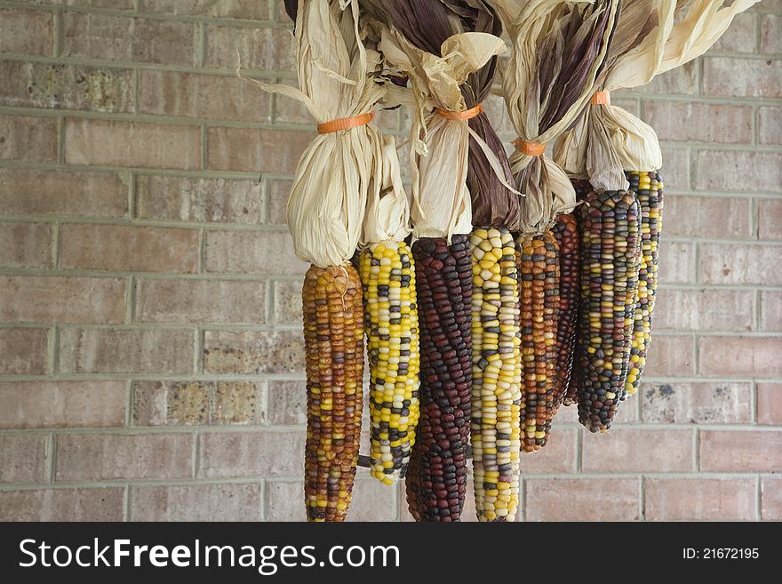 Multi-colored Indian corn wrapped with orange ribbon placed suspended on a pitch fork. Brick Background. Multi-colored Indian corn wrapped with orange ribbon placed suspended on a pitch fork. Brick Background