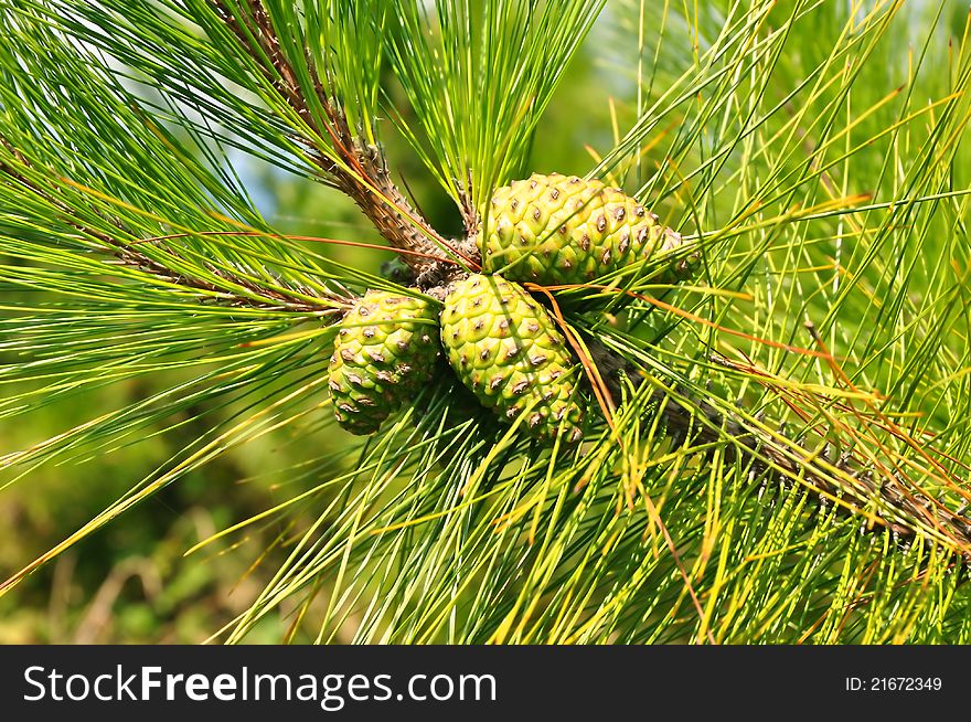 Pine cones on a branch closeup